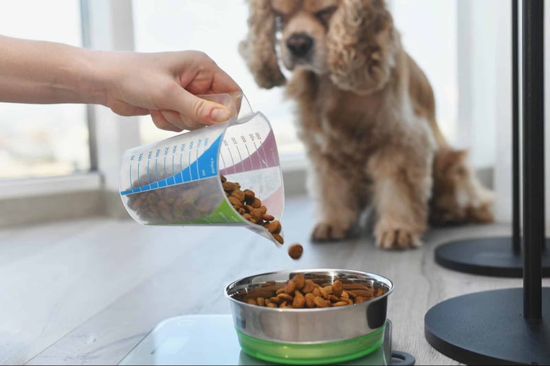 Dog eating dry kibble being measured on a scale, healthy pet nutrition.