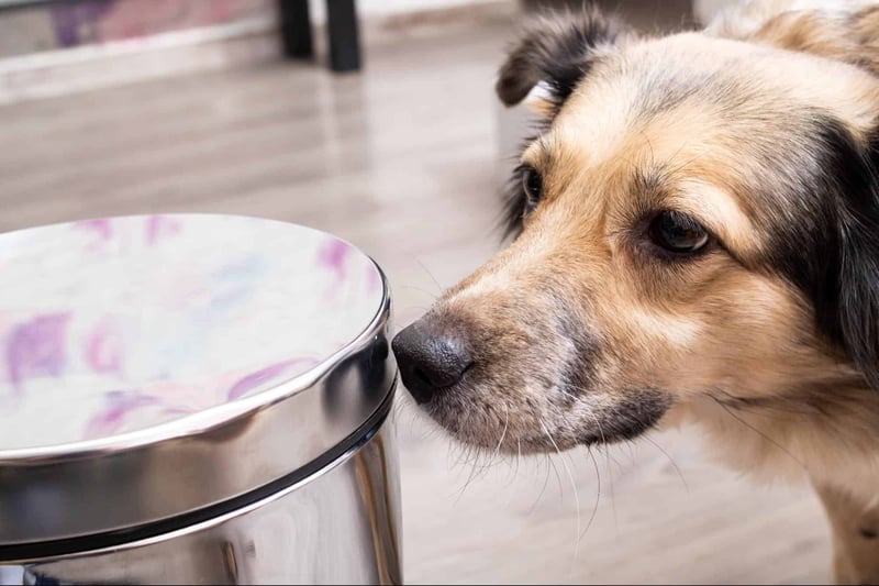 Dog with food bowl, close-up of pet feeding, healthy dog diet, canine nutrition, pet care essentials.