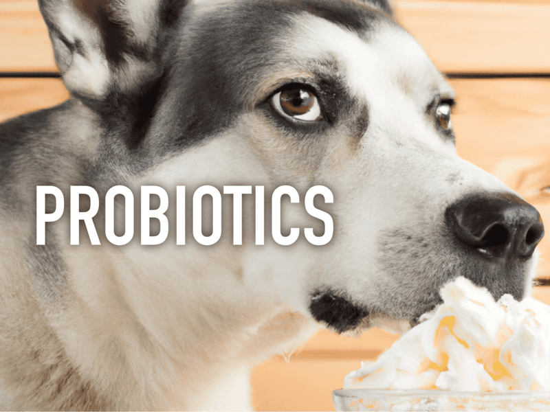 Healthy dog probiotics for digestive support and overall wellness.