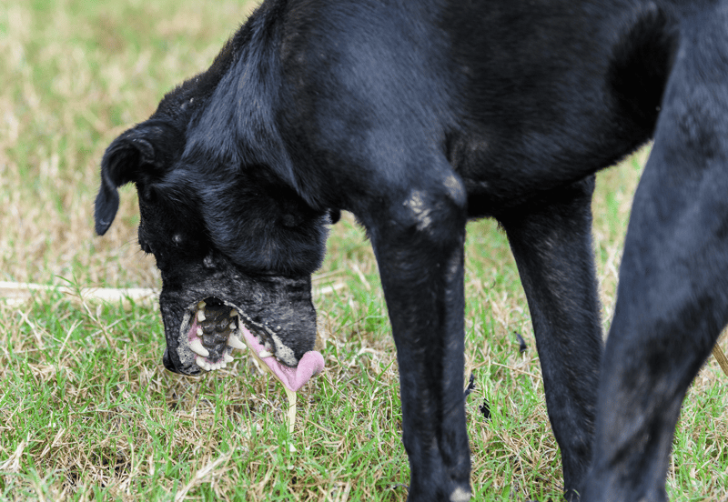 Dogfix.com offers expert dog grooming and care services for all breeds.