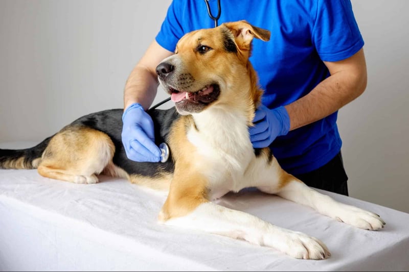 Vet checks for dogs in a clinical setting, dog being examined with stethoscope, veterinary care for pets.