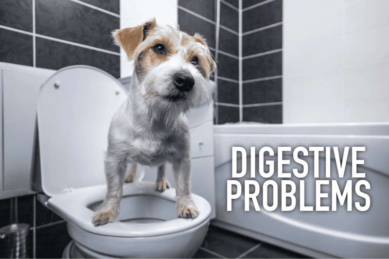 Alt text: Adorable small dog standing on toilet in bathroom, concerned about digestion.