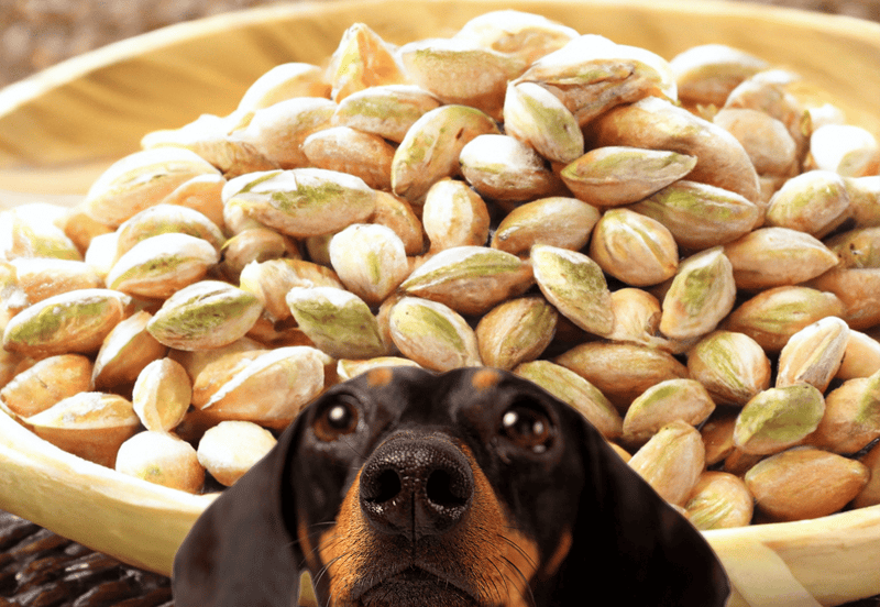 Close-up of a dog's face with pumpkin seeds in the background, emphasizing natural dog nutrition.