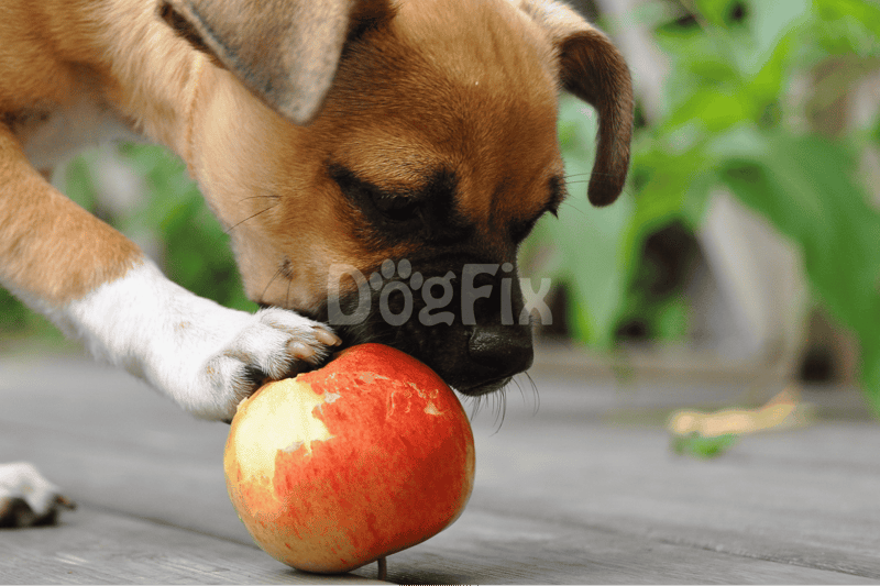 Close-up of a curious puppy playing with an apple outdoors.