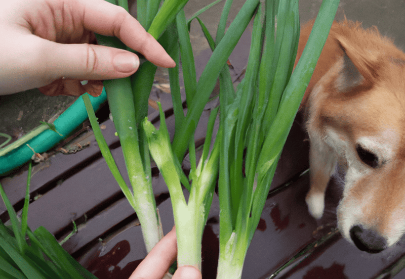 Close-up of a person tending to green garden plants with a dog nearby.