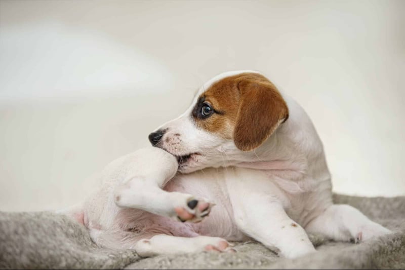 Adorable puppy dog licking paw, showing cute and playful behavior.