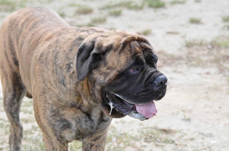 Brindle Boxer dog enjoying outdoor park, playful and friendly breed.