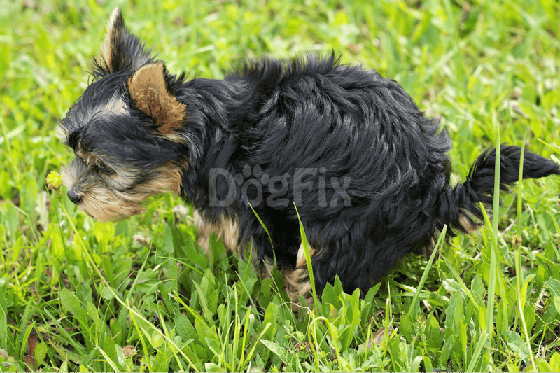 Adorable Yorkie puppy exploring lush green grass outdoors.