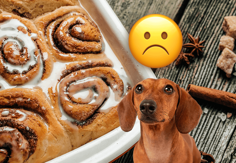 Close-up of cinnamon rolls with icing, a dachshund dog, and a sad emoji on wooden background.