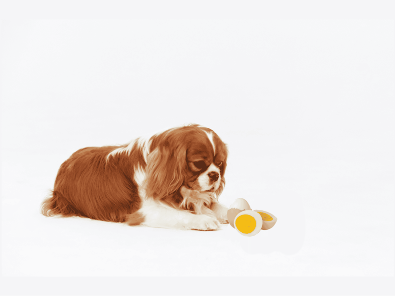Adorable cavilier king charles puppy with toy in a bright, minimal setting.
