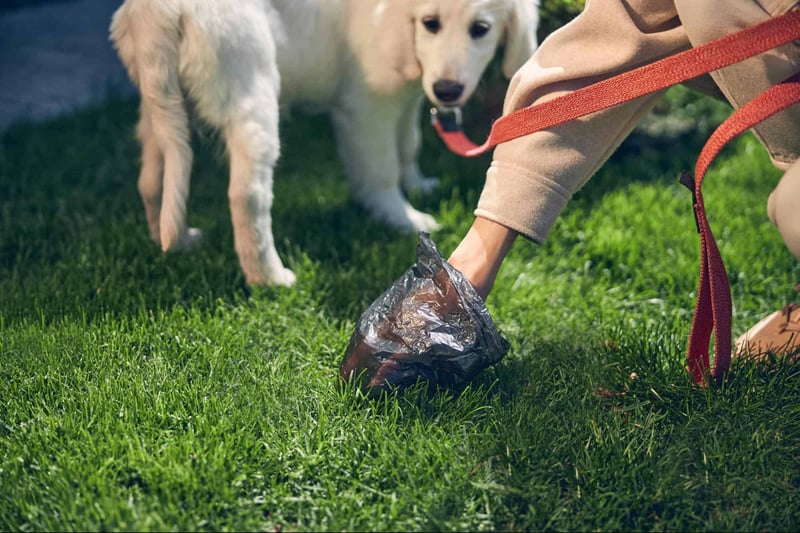 Dog food bowl with raw meat and bones for pets.
