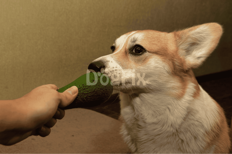 FAQ Unleashed Let's Break Down the Avo-Dog Dilemma!