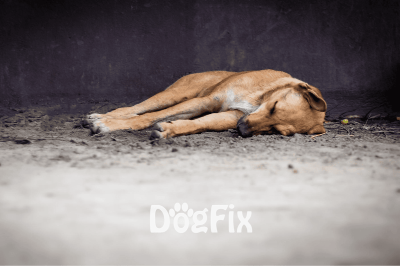 Dog lying peacefully on the ground at shelter.