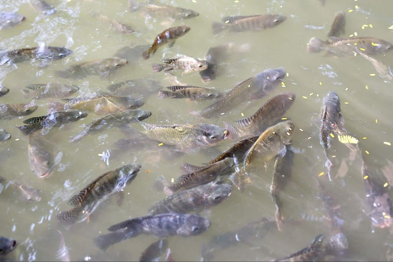 Fish swimming in a pond environment.