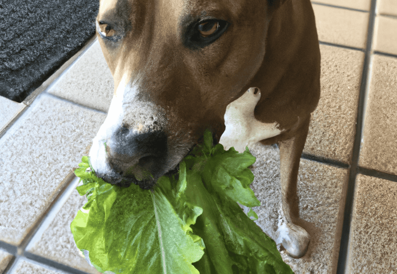 Dog eating fresh lettuce inside a cage.