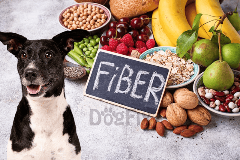 Dog with healthy diet options for improved digestion and wellness.