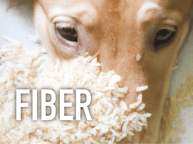 Dog with food and fiber elements.