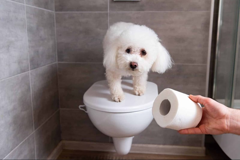 Small dog on bathroom toilet with toilet paper roll for cleaning and hygiene.