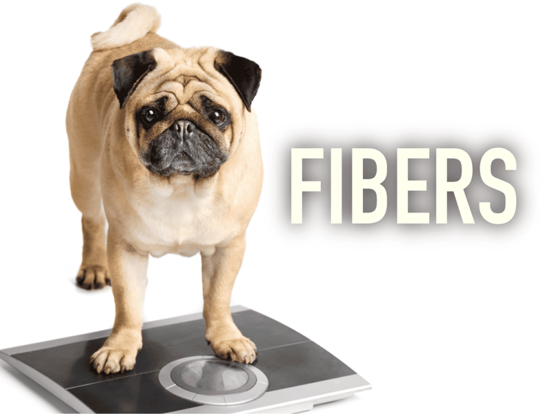 Dog weighing scale with pug dog, emphasizing dietary health and fiber intake for dogs.