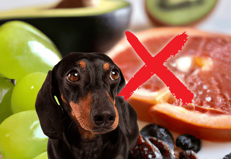 A black and tan Dachshund with a worried expression on a background of chocolates and sweets, crossed out with a red mark, indicating chocolate is dangerous for dogs.