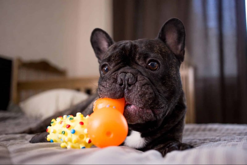 Adorable French Bulldog chewing on colorful dog toy on a cozy bed. Perfect for dog lovers and pet care enthusiasts.
