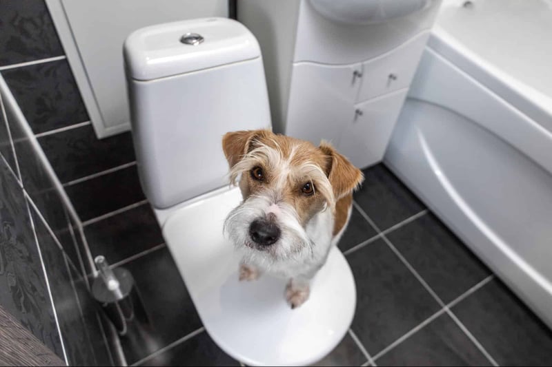 Dog on toilet bowl, bathroom scene with black and white tile, pet grooming care.
