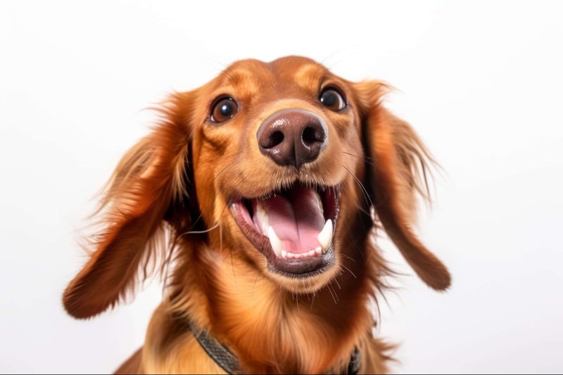 Dog with joyful, excited expression, close-up portrait against plain background.
