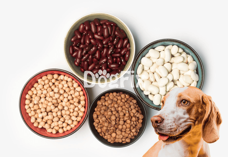 Healthy beans in bowls for dog food nutrition.