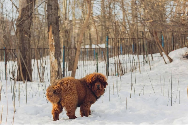 Adorable fluffy brown dog standing in snow with a background of trees and winter scenery.