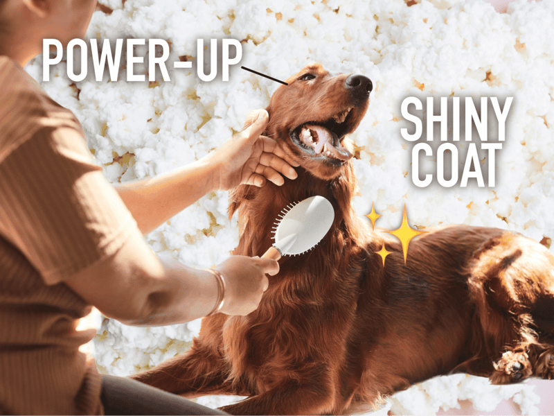 Durable shiny coat for dogs with quick grooming and care.