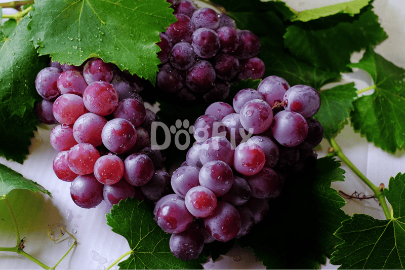 Fresh grapes with water droplets, ripe and healthy snack option for dogs, ideal for a natural diet.