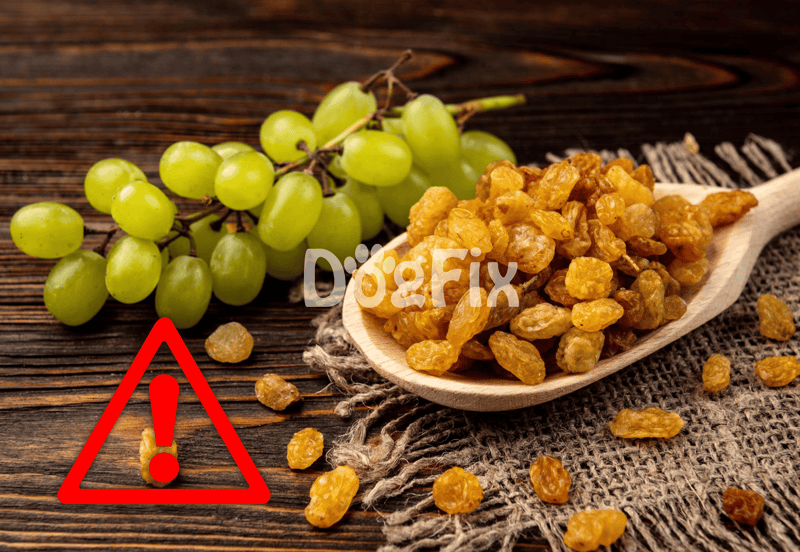 Grapes and raisins can be toxic to dogs; avoid feeding them to keep your pet safe and healthy.