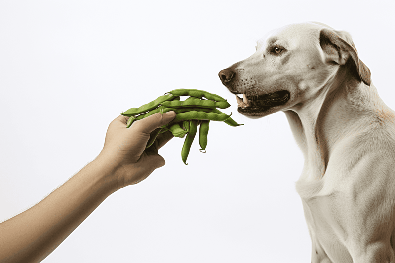 Dog with green beans held in hand, about to eat, healthy dog snacks, nutritious dog food, natural treats, pet health.