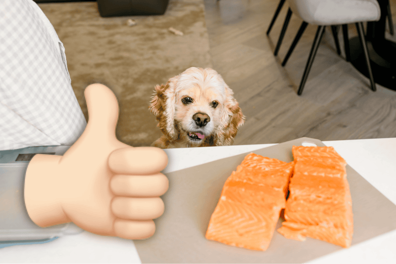 Adorable dog looking at salmon, highlighting healthy pet food options.