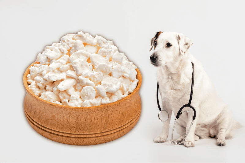Dog health, vet care, cottage cheese, dairy-free pet treats, healthy dog food.