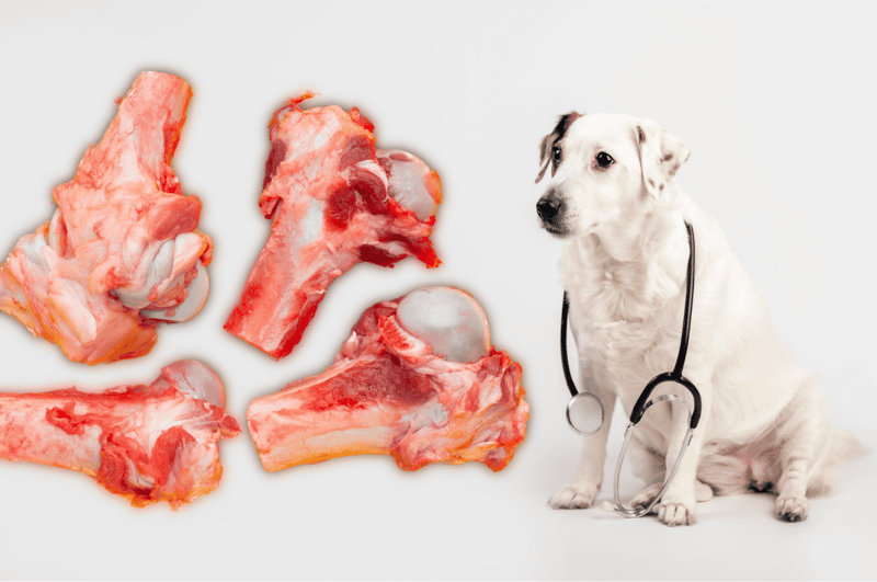 Fresh raw dog bones with a cute puppy, veterinary health, pet nutrition.