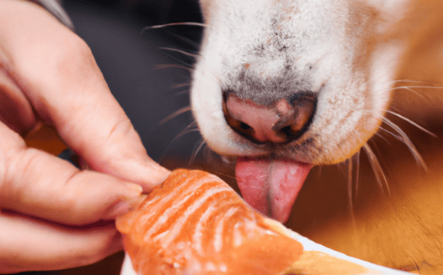 Close-up of a dog licking a salmon treat offered by a person, focusing on pet nutrition and treats.
