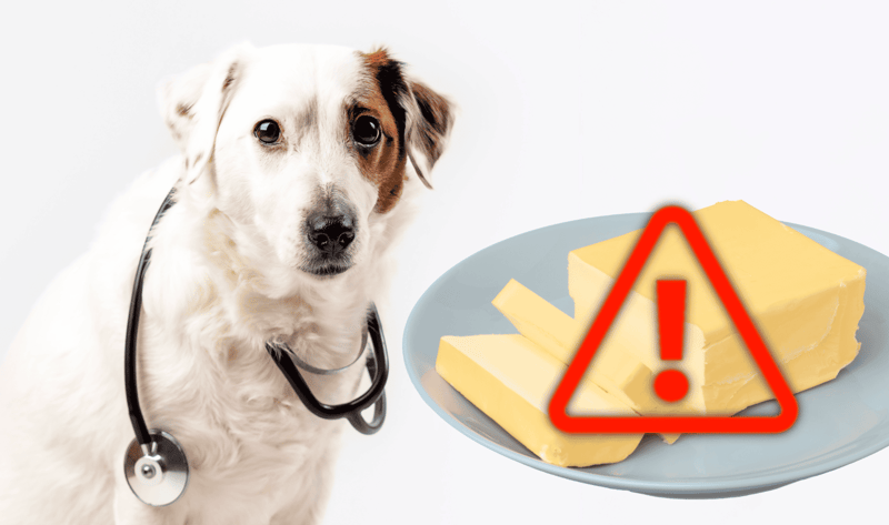 Dog with stethoscope and cheese with warning sign indicating potential allergy risk in dogs.