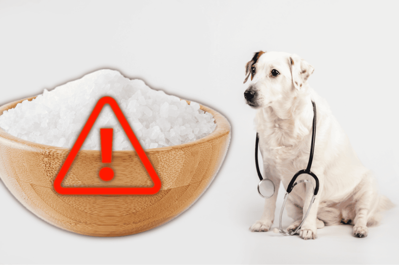 Dog and salt hazard warning for pets.