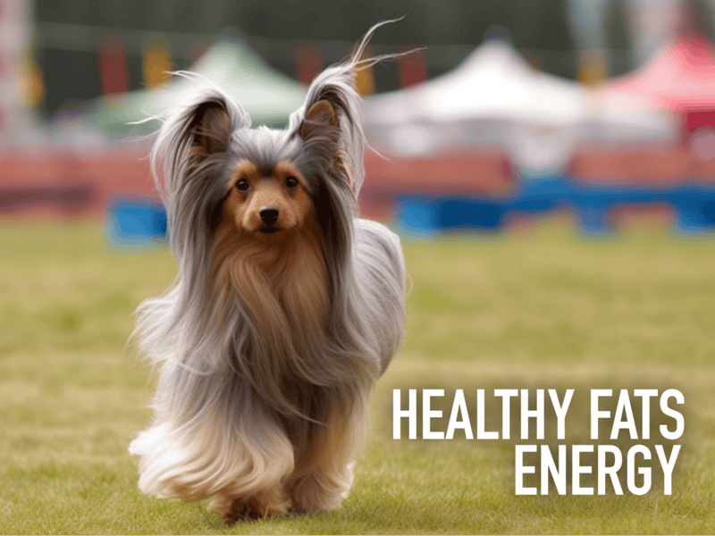 Vibrant dog with healthy coat outdoors, emphasizing energy and wellness through proper nutrition.