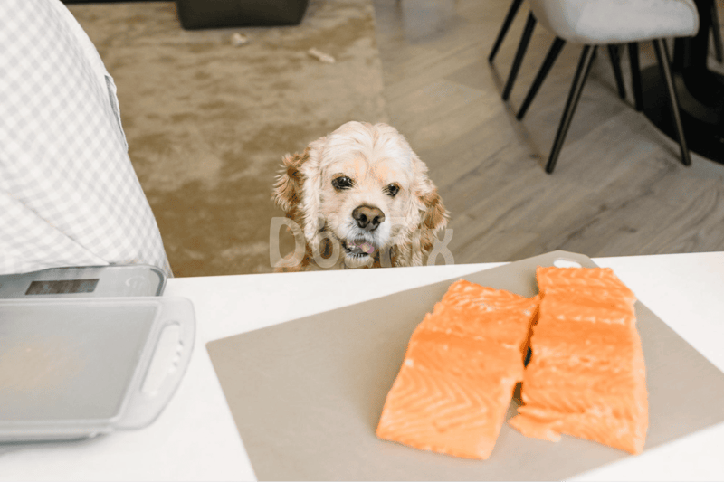 Dog eagerly waits for fresh salmon at the kitchen counter.