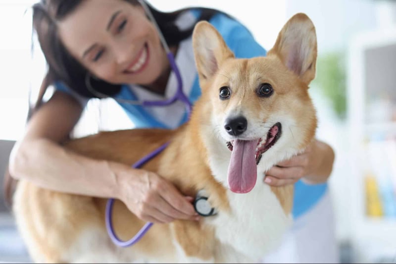 Young veterinarian examining energetic dog with stethoscope.