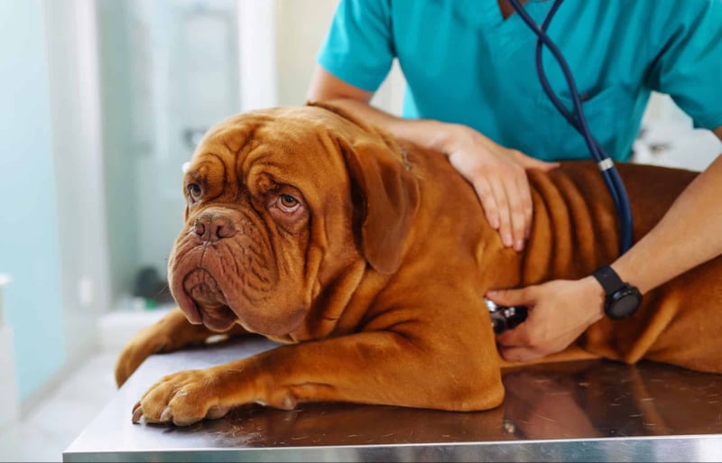 An Akita dog getting a thorough health check from a veterinarian at a veterinary clinic.