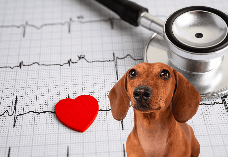Dog with stethoscope over heart rate monitor.