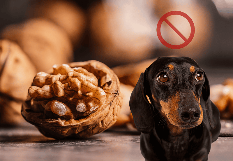 Dog near walnuts, warning about toxic nuts for dogs.