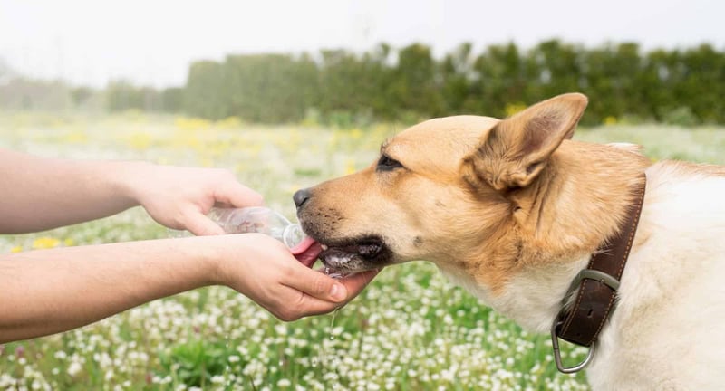 Dog drinking water from a bottle in a grassy field, healthy pet care and hydration.