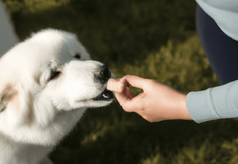 How Much Yams Should I Give My Dog