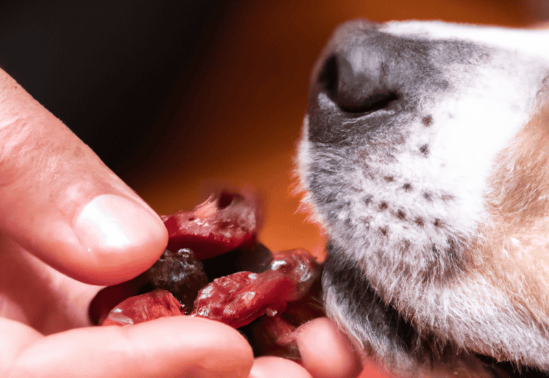 How Often Can Pooches Enjoy a Cranberry