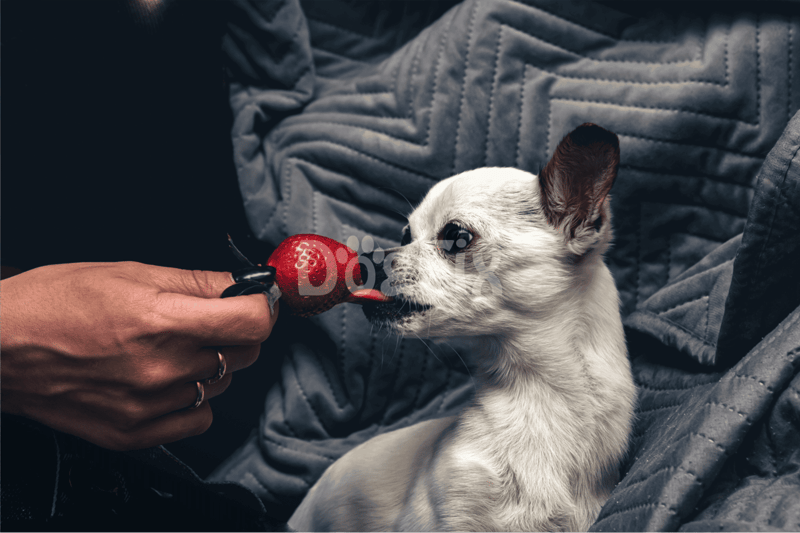 Dog playing fetch with strawberry toy at home.