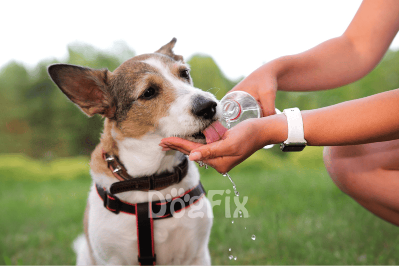 Dog being washed outdoors with water, emphasizing pet hygiene and grooming tips.